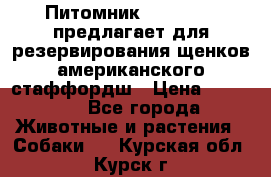 Питомник KURAT GRAD предлагает для резервирования щенков американского стаффордш › Цена ­ 25 000 - Все города Животные и растения » Собаки   . Курская обл.,Курск г.